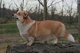 CORGI PEMBROKE 1427